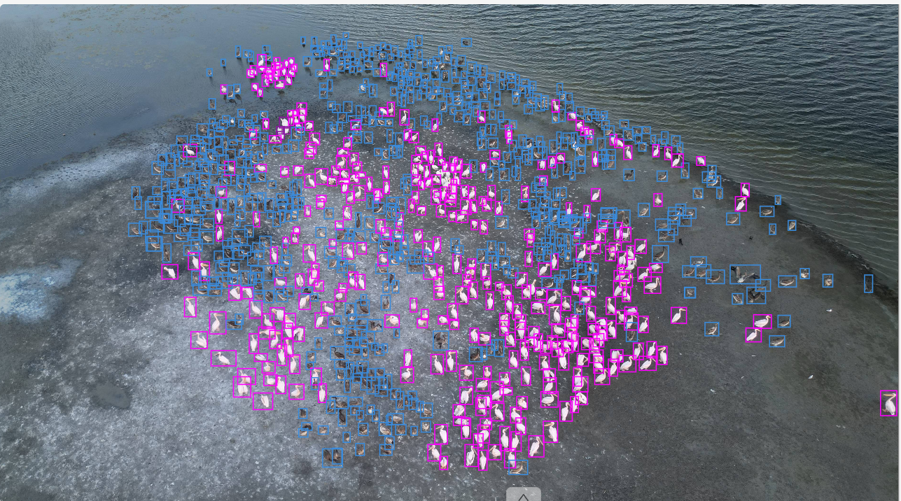 Fig.3. An example of a marked image, where adults are marked with pink rectangles, chicks are marked with blue rectangles